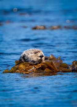 sea otter tours rumble beach 2026